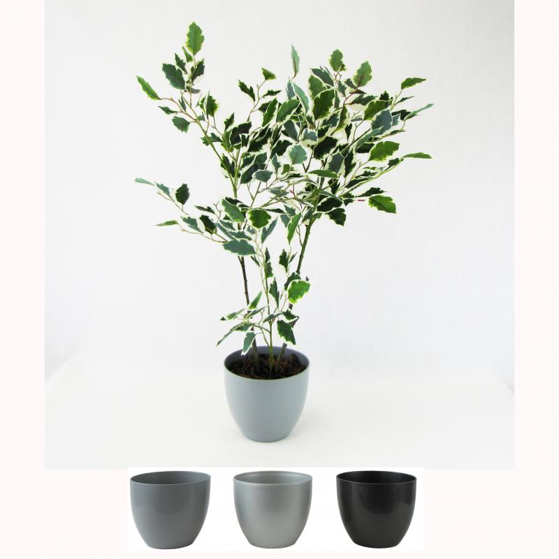 Fikus Benjamin w doniczce 70cm